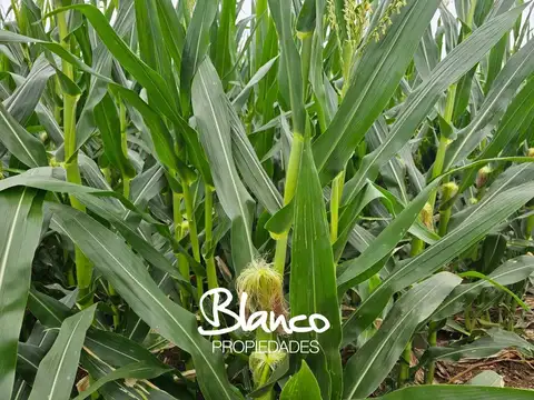 JUAN A PRADERE - BUENOS AIRES -