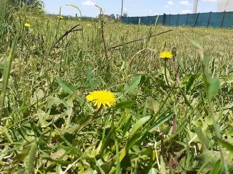 Terreno en Venta de 350,0 m2