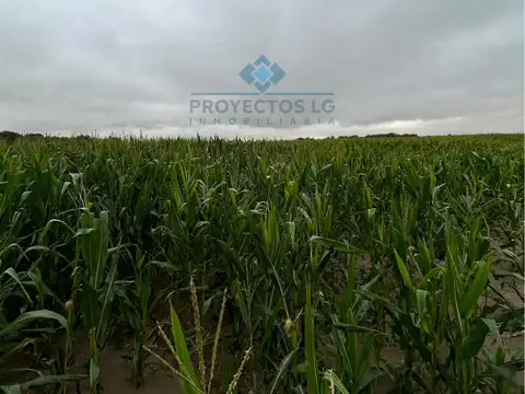 VENTA - CAMPO - 12 HECTAREAS - COLONIA CAROYA