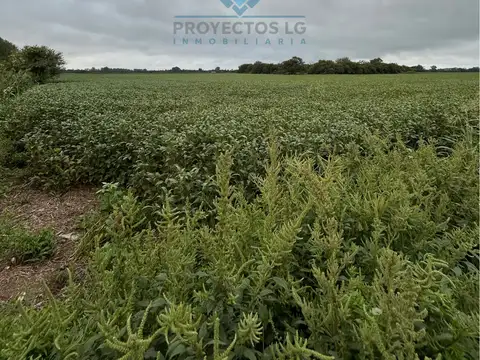 VENTA - CAMPO - 25 HECTAREAS - COLONIA CAROYA