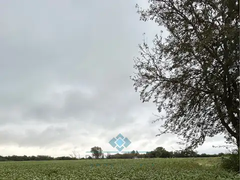 VENTA - CAMPO - 12 HECTAREAS - COLONIA CAROYA