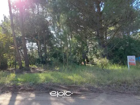 Corbeta Julieta al 1500