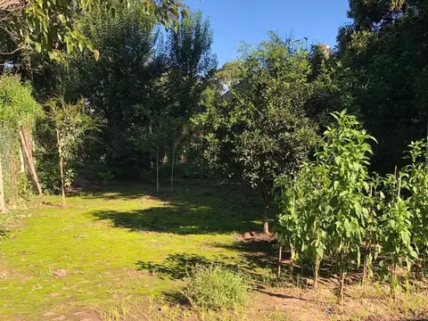 CONDE DE TURIN al 1000