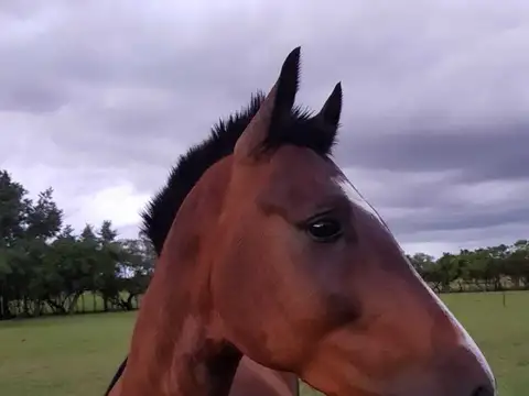 Casa en Venta en Colonia del Sacramento, USD 1.500.000