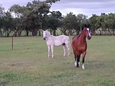 Artilleros, Colonia, Km 149 de la ruta 1 al Este 100