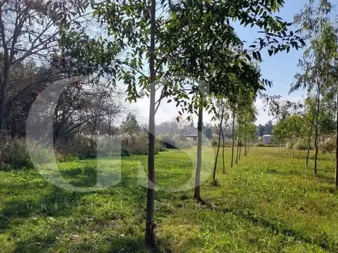 Los Olmos Y Tomas Espora 100