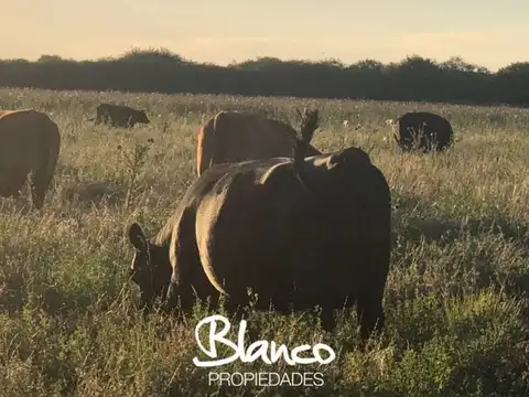 LA PAMPA - SANTA ROSA 100