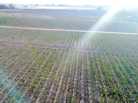 Finca con viñedos en Barrancas