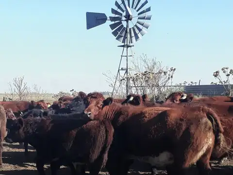 ESTANCIA armada, oportunidad