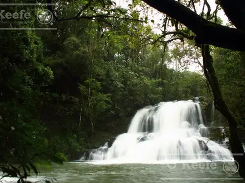 Grandes extensiones de Bosque Nativo en Misiones - Bonos verdes- Ideal conservacionistas