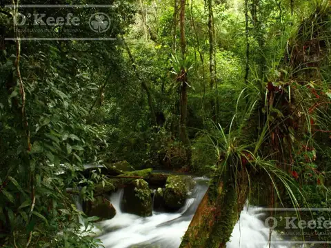 Grandes extensiones de Bosque Nativo en Misiones - Generación de Bonos verdes