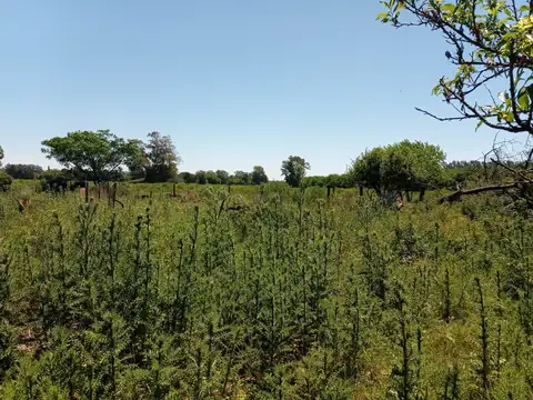 Campo en Venta de 3  ha