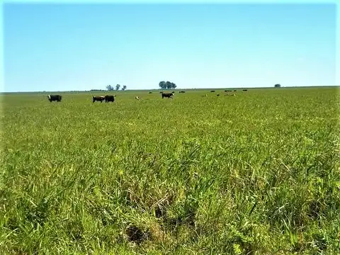 Campo en Venta - SALADILLO - 500 Ha.
