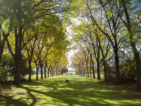 Chacra 7 Has. San Antonio de Areco