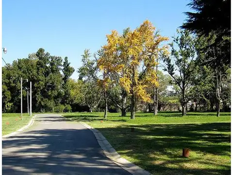 Pio Xii Lote / N° 14 - 3500