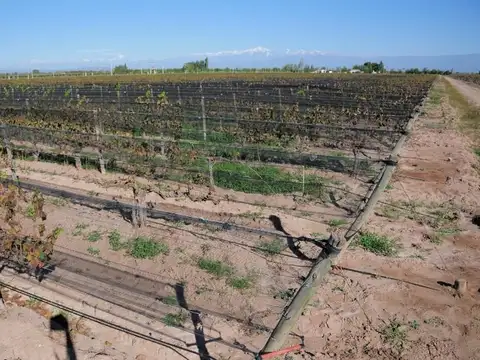 42 has Finca con viñedos sobre ruta en Mendoza