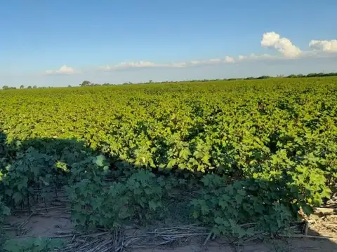 2500 ha - A tranquera cerrada - Malbran - Sgo del Estero