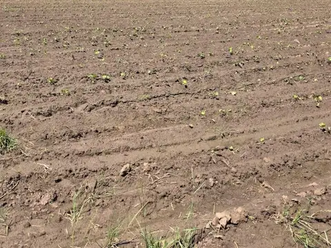 CAMINO VUELTA DE OBLIGADO LUCION MANSILLA