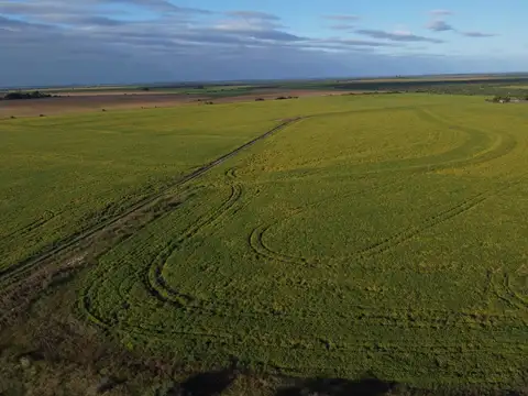 267 has excelente campo agrícola ganadero