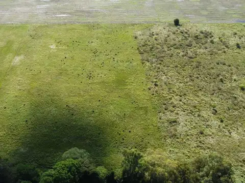 CAMPO/FRACCIÓN PRODUCTIVA 9 HECTÁREAS , VERONICA.