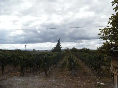 VENTE DE FINCA 25 HECTAREAS CAMPO VIDAL TUPUNGATO