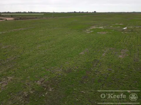 Campo en venta 180 Has mixtas en Gral. Las Heras