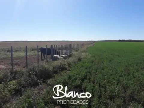 BUENA ESPERANZA - SAN LUIS 100