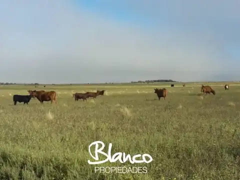 BUENA ESPERANZA - SAN LUIS 100