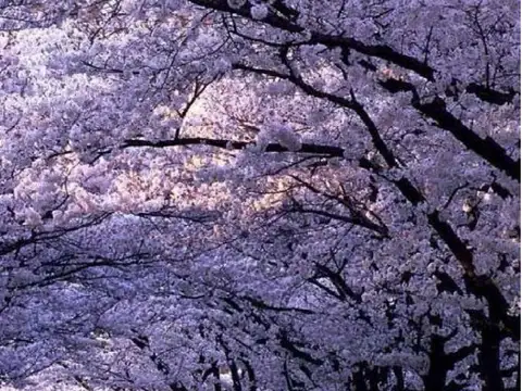 Flores Prop. Vende Departamento de 3 ambientes en Nordelta -  CondominioTown Kiri