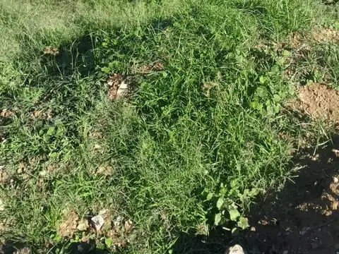 Terreno en Venta de 810,0 m2