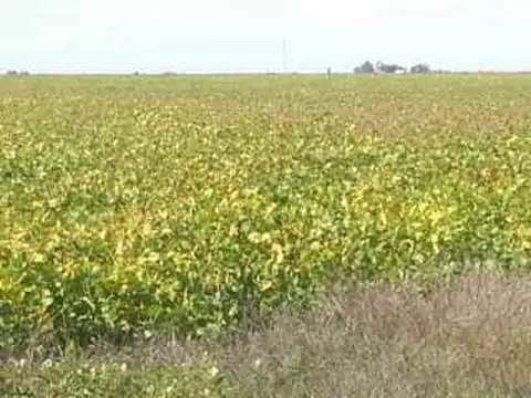 CAMPO DE 450 HAS AGRICOLAS Y 425 HAS GANADERAS DE CRIA Y RECRIA EN PEHUAJO