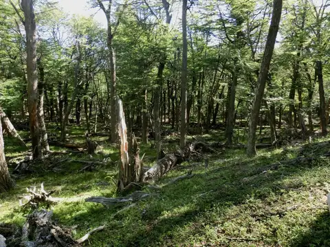 Campo - Rio Pico - 1.600 has con costa de Lago