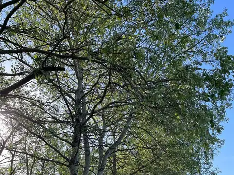 Venta Lote  Club de Campo La Ranita  | VCO Propiedades