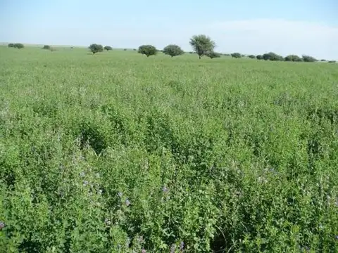 Campo  en Venta en Unión, San Luis Capital, San Luis