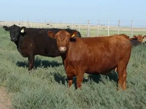 Campo  en Venta en Unión, San Luis Capital, San Luis