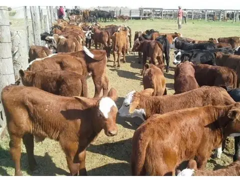 Campo en Venta de 850  ha