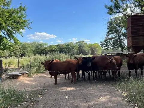 Campo en venta - 46.000mts2 - Mercedes