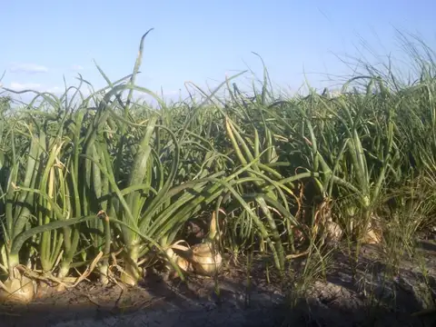 FINCA con riego, excepcional.