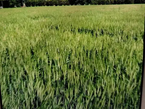 Terreno en venta 1 ha en Santa Lucia