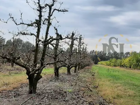 VENTA CHACRA, CAMPO PRODUCTIVO PROX. ATLANTIDA, PERAS Y LIMO