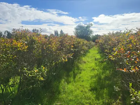 Campo en Venta de 6  ha