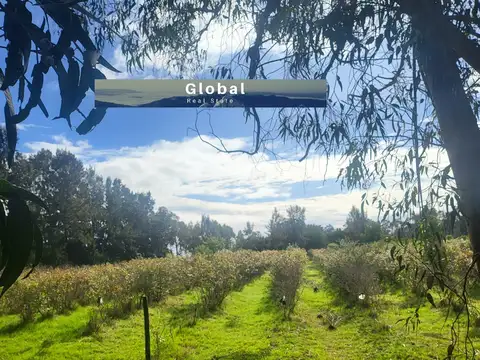 FABULOSA CHACRA CON PLANTACIÓN DE ARÁNDANOS MALDONADO, URUGUAY