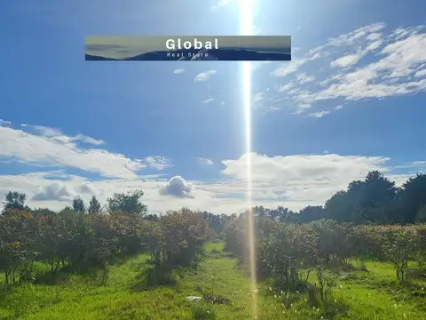 Campo en Venta Fruticola