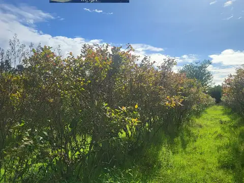 FABULOSA CHACRA CON PLANTACIÓN DE ARÁNDANOS MALDONADO, URUGUAY