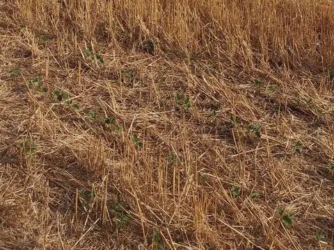 Cuartel VIII Mercedes (Bs As)