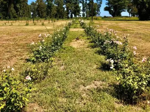 VENTA LOTE INTERNO TRES PINOS GRAL RODRIGUEZ