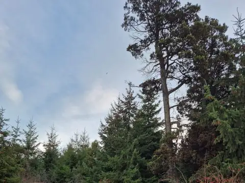 Callejon Williams Thomas