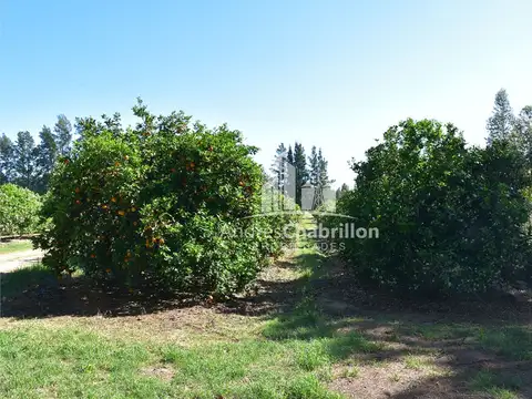 110 Ha. Colonia Ayuí