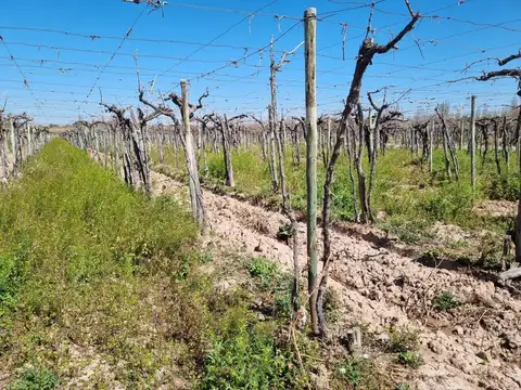 VENTA MAGNIFICA FINCA 8HAS BARRANCAS MAIPU