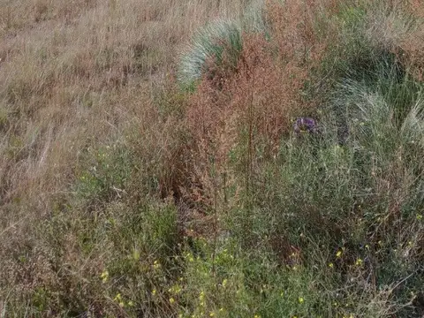 Terreno en Venta de 750,0 m2